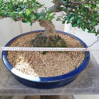 ハマヒサカキ盆栽
