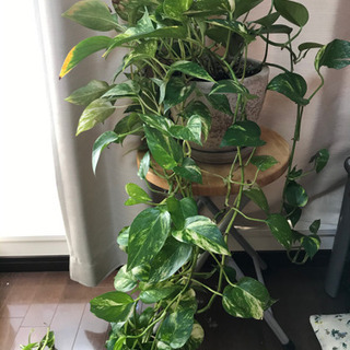 ポトス 観葉植物 鉢つき はるさん 鵜の木の家具の中古あげます 譲ります ジモティーで不用品の処分