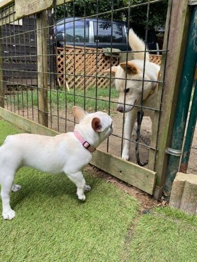 ネグレクトからレスキューしました新しい家族を探しています Riri Ann 八千代の犬の里親募集 ジモティー
