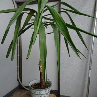 大阪府 吹田市の中古観葉植物が無料 格安で買える ジモティー 大阪府 吹田市の中古観葉植物が無料 格安で買える ジモティー