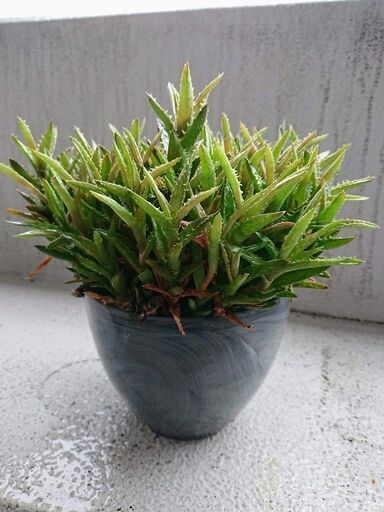 緊急 観葉植物種類不明 たぶんアロエの仲間 高さ約22cm Maimai 江坂のその他の中古あげます 譲ります ジモティーで不用品の処分 緊急 観葉植物種類不明 たぶんアロエの仲間 高さ約22cm Maimai 江坂のその他の中古あげます 譲ります ジモティーで不用品の処分