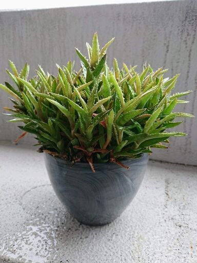 緊急 観葉植物種類不明 たぶんアロエの仲間 高さ約２２ｃｍ Marigon 江坂のその他の中古あげます 譲ります ジモティーで不用品の処分