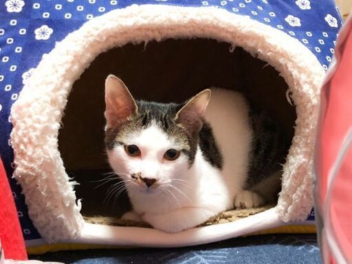 チビゴンとカビゴンの里親様を募集してます ひおきねこ 門真の猫の里親募集 ジモティー
