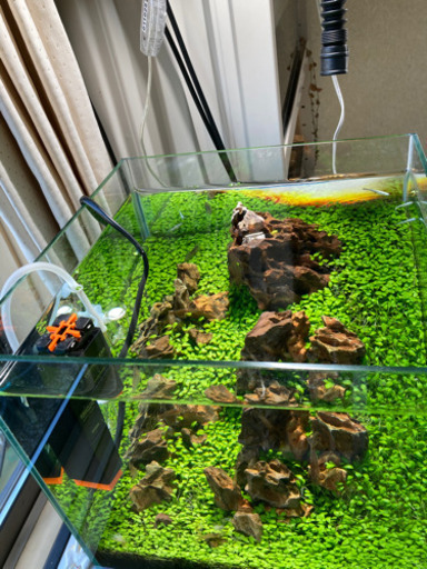 水草水槽完成品 メダカ飼育に！ | dpcoman.om