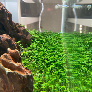 水草水槽完成品　メダカ飼育に！