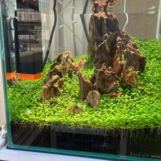 水草水槽完成品　メダカ飼育に！
