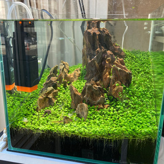 水草水槽完成品 メダカ飼育に！