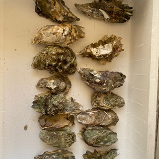 牡蠣の貝殻のセット販売