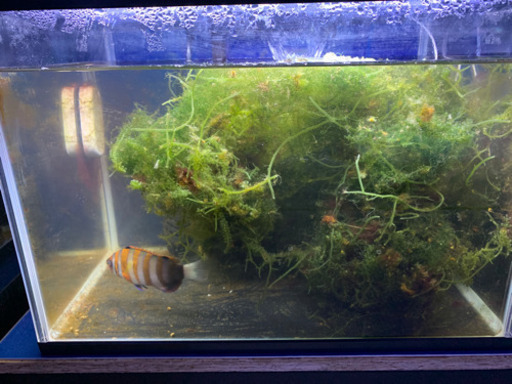 海水魚　海ぶどう　ホソジュズモ　シチセンベラ