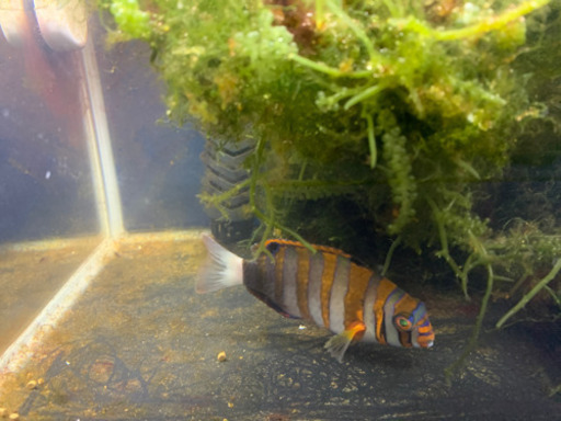 海水魚 海ぶどう ホソジュズモ シチセンベラ | tnmaonline.org