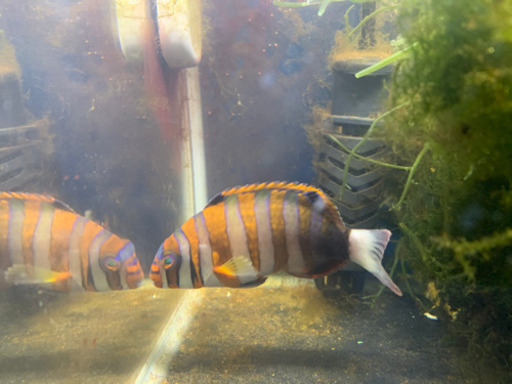 海水魚 海ぶどう ホソジュズモ シチセンベラ | tnmaonline.org