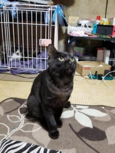予約中 黒トラ猫オス生後6ヶ月 ハゲにピアス 伊達の猫の里親募集 ジモティー 予約中 黒トラ猫オス生後6ヶ月 ハゲにピアス 伊達の猫の里親募集 ジモティー