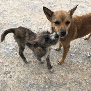 野良犬か迷い犬の情報