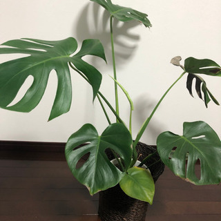 愛知県の中古モンステラが無料 格安で買える ジモティー