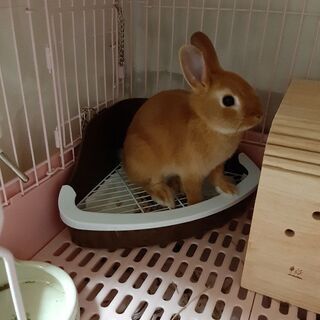 北海道 函館市のその他の里親募集 ジモティー