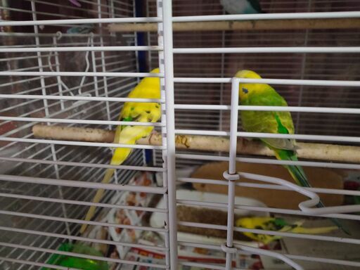 セキセイインコ譲ります Jun 尼崎のその他の里親募集 ジモティー セキセイインコ譲ります Jun 尼崎のその他の里親募集 ジモティー