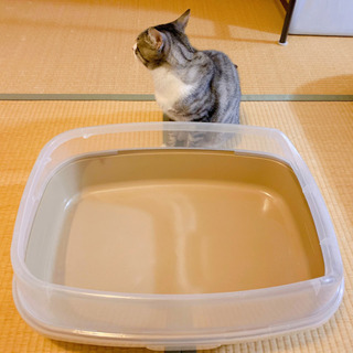 【決まりました】ゆったりサイズの猫用トイレ