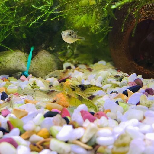 ミナミヌマエビと水草 ウィローモスのセット Syasyaking 月島のその他の中古あげます 譲ります ジモティーで不用品の処分 ミナミヌマエビと水草 ウィローモスのセット Syasyaking 月島のその他の中古あげます 譲ります ジモティーで不用品の処分