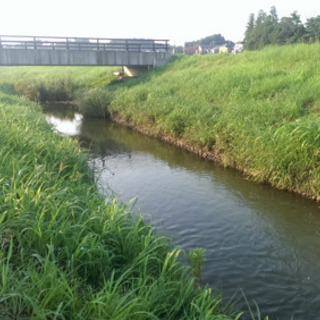 タナゴ釣り教えてくれる方募集