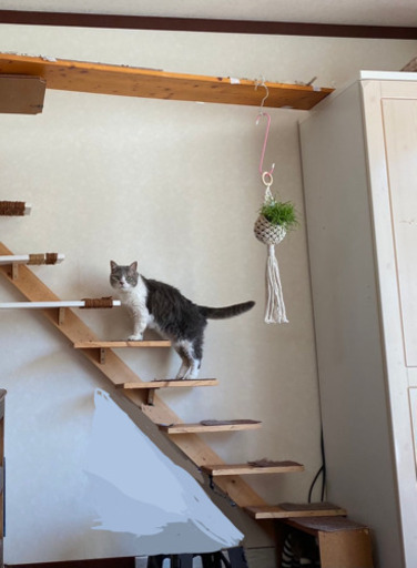 キャットウォーク階段手作り カツヨシ 江田のその他の中古あげます 譲ります ジモティーで不用品の処分 キャットウォーク階段手作り カツヨシ 江田のその他の中古あげます 譲ります ジモティーで不用品の処分