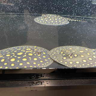 ブラックダイアモンド淡水エイ ♀ 引き取りのみ