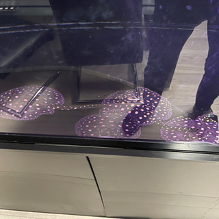 大幅値下げ‼️69,800円→23,800円‼️淡水エイ:ダイヤモンドポルカ♀メス Albino White Diamond Polka Dot Stingray - アジアアロワナ・アクリル