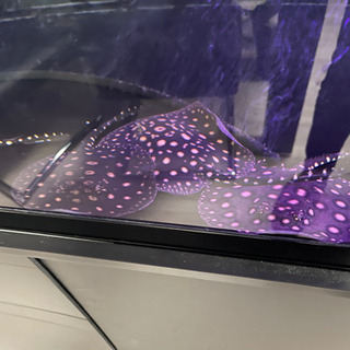 ※値下げしました　ダイヤモンドポルカ　水槽セット 値下げしました ダイヤモンドポルカ 水槽セット