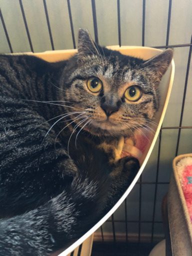 キジトラ丸顔可愛い女の子 Morotaka 足立の猫の里親募集 ジモティー