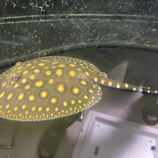 激安‼️淡水エイHB 20cm オス♂ | clockpub.com
