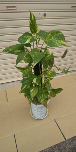 観葉植物