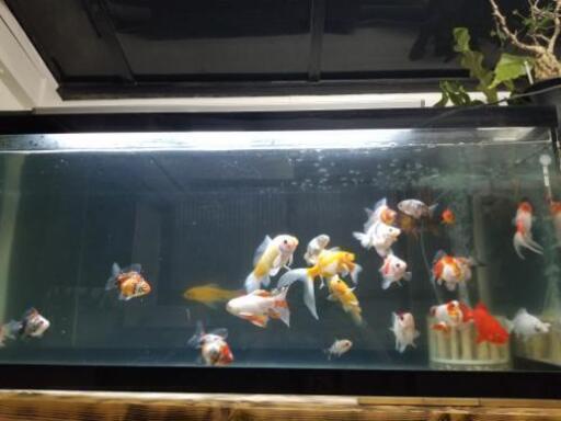 金魚各種