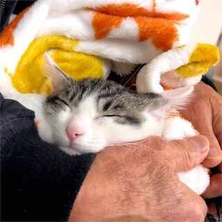 2月28日(日) 猫の譲渡会 名古屋市守山区  もりやま犬と猫の...