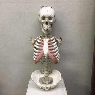 骸骨　人体模型　人形　骨格　骨