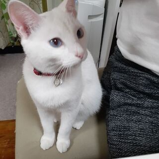 子猫３匹🐱里親さん募集中です‼️ − 沖縄県