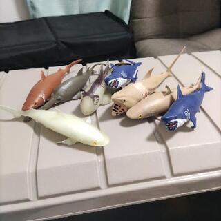 サメのおもちゃ　シャーク&co　シリーズ　子供