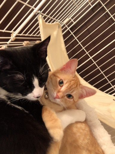 里親さま決まりました！】飼いやすさにゃんばーわん！小さな茶トラの 