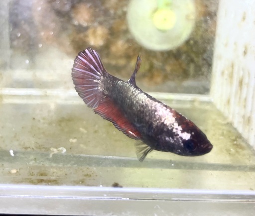 ベタ稚魚2020-11-12生まれ生まれ