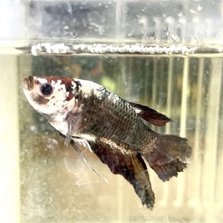 ベタ稚魚2020-11-12生まれ生まれ