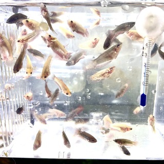 ベタ稚魚2020-11-12生まれ生まれ ベタ稚魚2020-11-12生まれ生まれ