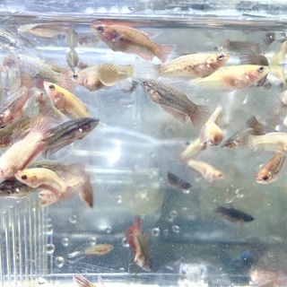 ベタ稚魚2020-11-12生まれ生まれ ベタ稚魚2020-11-12生まれ生まれ