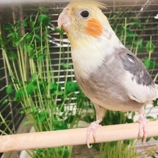 オカメインコ飼っている方と交流したい！