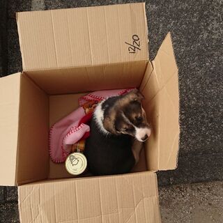 1月30日に捨てられていた犬を保護してます 1kのアパートなので飼う事が出来ません 段ボールに12 と記載されていたので多分お誕生日かと Gonta 鳥栖のその他の里親募集 ジモティー