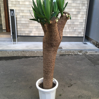 観葉植物 ユッカブランチ