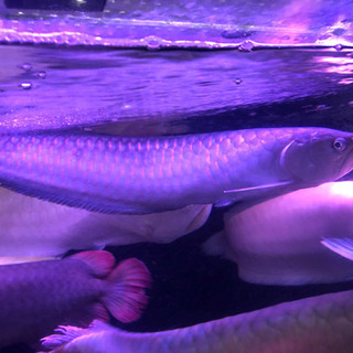 ブラック アロワナ 淡水魚】【通販】今回限定爆安 レア種 ブルーブラックアロワナ ネグロ