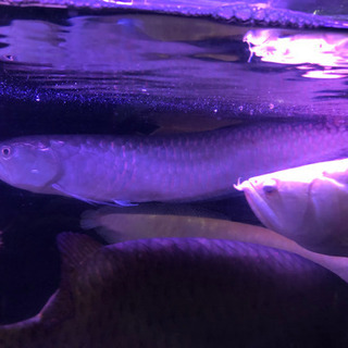 ブラックアロワナ約50センチ 