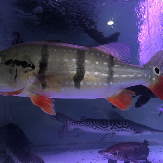 キクラテメンシス約50センチ　