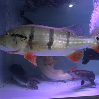 キクラテメンシス約50センチ　