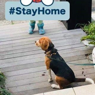 里親決定 ビーグル犬里親募集仕事の都合で散歩できない日が続いています 普通に可愛がってくれる方募集 ヒロ 厚木の犬の里親募集 ジモティー