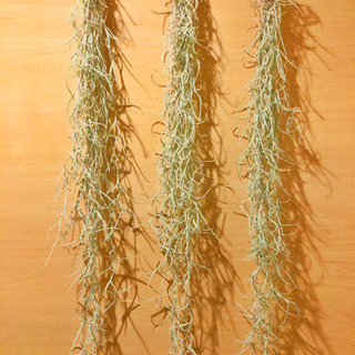 観葉植物　ウスネオイデス　エアープランツ　3株　80cm