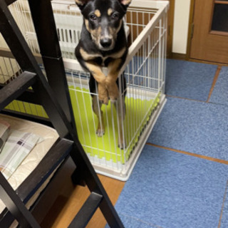 犬ちゃんが好きで、優しい飼い主お願いします。